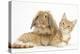 Ginger Kitten with Sandy Lionhead-Lop Rabbit-Mark Taylor-Premier Image Canvas