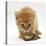 Ginger Tabby Kitten Looking at Common European Toad (Bufo Bufo)-Mark Taylor-Premier Image Canvas