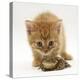 Ginger Tabby Kitten Looking at Common European Toad (Bufo Bufo)-Mark Taylor-Premier Image Canvas