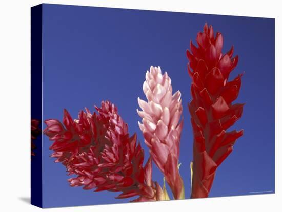 Ginger Trio and Blue Sky, Maui, Hawaii, USA-Darrell Gulin-Premier Image Canvas