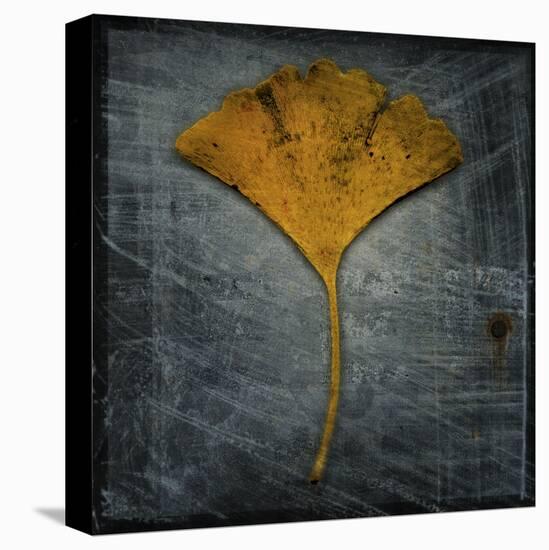 Gingko 2-John W Golden-Stretched Canvas