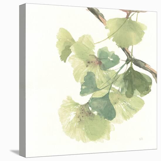 Gingko Leaves II on White-Chris Paschke-Stretched Canvas