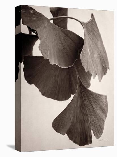 Gingko Sepia-Debra Van Swearingen-Stretched Canvas