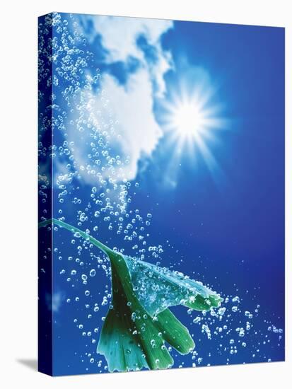 Ginkgo Leaf with Drops of Water Against Sky-Dieter Heinemann-Premier Image Canvas