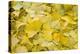 Ginkgo Leaves with Dewdrops-Brigitte Protzel-Premier Image Canvas