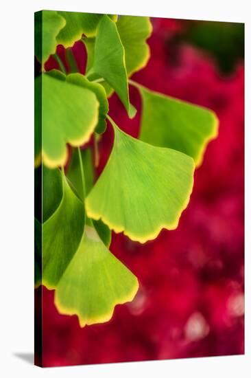 Ginkgo on Maple Background-Philippe Sainte-Laudy-Premier Image Canvas