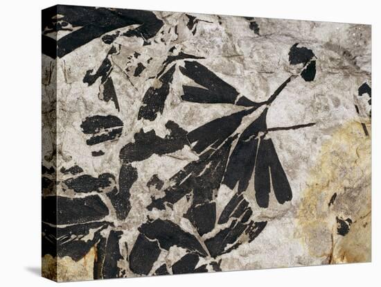 Ginkgo Sp. Fossil Leaves-Volker Steger-Premier Image Canvas