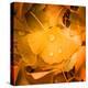 Ginkgo Yellow Leaf-Philippe Sainte-Laudy-Premier Image Canvas