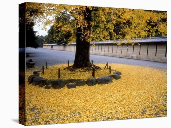 Ginko Leaves at Old Imperial Palace-null-Premier Image Canvas