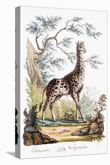 Giraffe, 1794-null-Premier Image Canvas