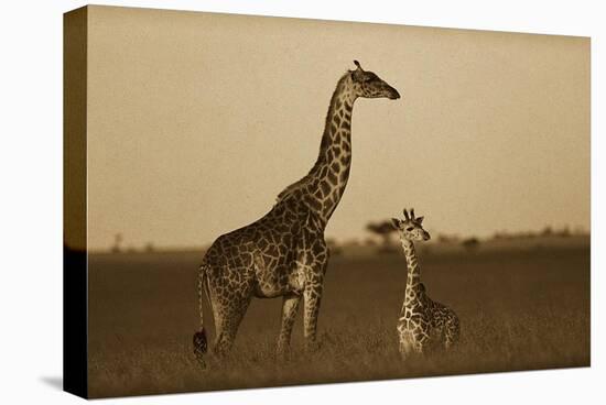Giraffe adult and foal on savanna, Kenya - Sepia-Tim Fitzharris-Stretched Canvas