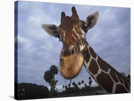 Giraffe, Africa-James Gritz-Premier Image Canvas