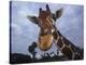 Giraffe, Africa-James Gritz-Premier Image Canvas
