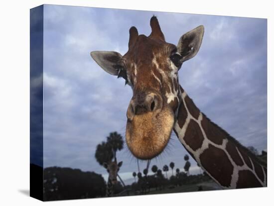 Giraffe, Africa-James Gritz-Premier Image Canvas