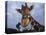 Giraffe, Africa-James Gritz-Premier Image Canvas