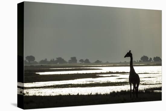 Giraffe along Chobe River, Chobe National Park, Botswana-Paul Souders-Premier Image Canvas
