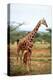 Giraffe and Baby-null-Stretched Canvas