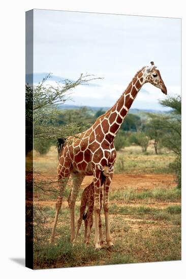 Giraffe and Baby-null-Stretched Canvas