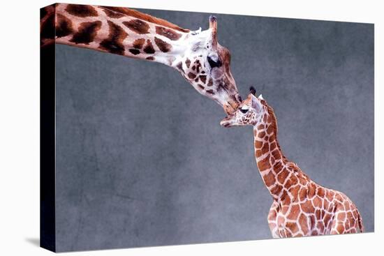 Giraffe and Calf-Lantern Press-Stretched Canvas