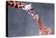 Giraffe and Calf-Lantern Press-Stretched Canvas