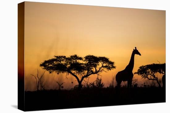 Giraffe at Dusk, Chobe National Park, Botswana-Paul Souders-Premier Image Canvas