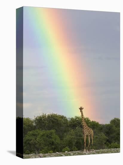 Giraffe, at End of Rainbow, Etosha National Park, Namibia-Tony Heald-Premier Image Canvas