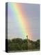 Giraffe, at End of Rainbow, Etosha National Park, Namibia-Tony Heald-Premier Image Canvas