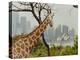 Giraffe at the Sydney Opera House-Theo Westenberger-Stretched Canvas