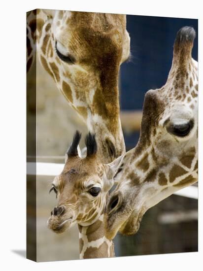 Giraffe Calf is Seen with Her Father and Her Mother at the Berlin Zoo-null-Premier Image Canvas