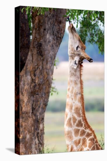 Giraffe, Chobe National Park, Botswana, Africa-Karen Deakin-Premier Image Canvas