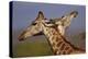 Giraffe Duet-Staffan Widstrand-Stretched Canvas