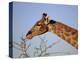 Giraffe Eating Thorny Bush, Giraffa Camelopardalis, Kruger National Park, South Africa, Africa-Ann & Steve Toon-Premier Image Canvas