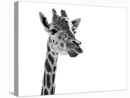 Giraffe Expressionism-SD Smart-Premier Image Canvas