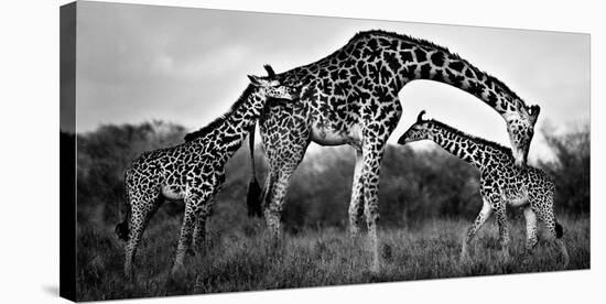 Giraffe Family-Xavier Ortega-Stretched Canvas