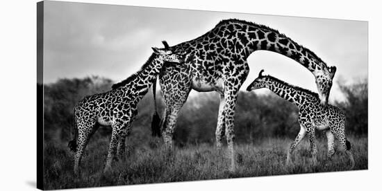Giraffe Family-Xavier Ortega-Stretched Canvas