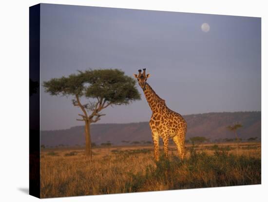Giraffe Feeding on Savanna, Masai Mara Game Reserve, Kenya-Paul Souders-Premier Image Canvas