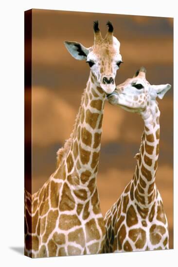 Giraffe First Love-Ron D'Raine-Stretched Canvas