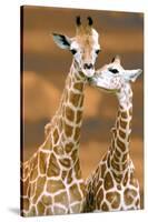 Giraffe First Love-Ron D'Raine-Stretched Canvas