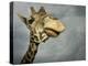 Giraffe, Fossil Rim Wildlife Area, Texas, Usa-Rob Sheppard-Premier Image Canvas