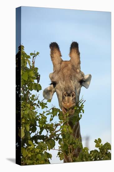 Giraffe (Giraffa camelopardalis angolensis), Chobe National Park, Botswana, Africa-David Wall-Premier Image Canvas