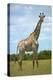 Giraffe (Giraffa camelopardalis angolensis), Chobe National Park, Botswana, Africa-David Wall-Premier Image Canvas