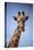 Giraffe (Giraffa camelopardalis angolensis), Kgalagadi Transfrontier Park, South Africa-David Wall-Premier Image Canvas