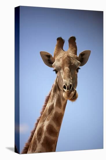 Giraffe (Giraffa camelopardalis angolensis), Kgalagadi Transfrontier Park, South Africa-David Wall-Premier Image Canvas