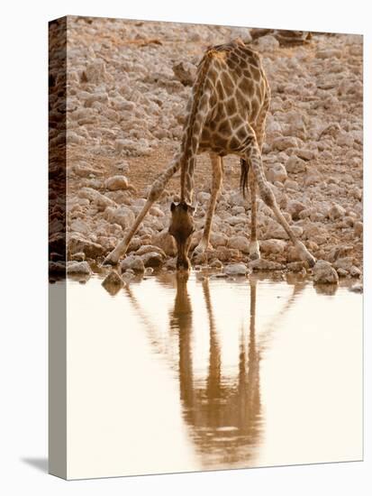 Giraffe (Giraffa Camelopardalis), Etosha National Park, Namibia, Africa-Sergio Pitamitz-Premier Image Canvas