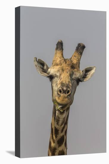 Giraffe (Giraffa camelopardalis) feeding, Kruger National Park, South Africa, Africa-Ann and Steve Toon-Premier Image Canvas