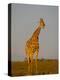 Giraffe (Giraffa Camelopardalis) Grazing, Etosha National Park, Namibia, Africa-Steve & Ann Toon-Premier Image Canvas
