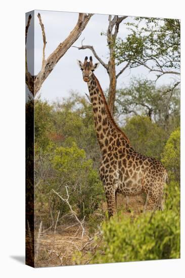 Giraffe (Giraffa camelopardalis), Mkhaya Game Reserve, Swaziland, Africa-Christian Kober-Premier Image Canvas