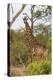 Giraffe (Giraffa camelopardalis), Mkhaya Game Reserve, Swaziland, Africa-Christian Kober-Premier Image Canvas