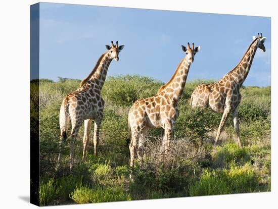Giraffe (Giraffa Camelopardalis), Namibia, Africa-Nico Tondini-Premier Image Canvas