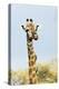 Giraffe (Giraffa camelopardalis) with oxpecker on its neck, Kruger Nat'l Park, South Africa, Africa-Christian Kober-Premier Image Canvas